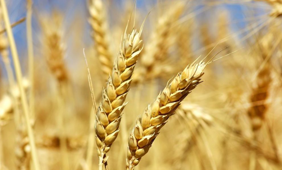 Svelato il genoma del grano tenero, il cereale più coltivato al mondo: il contributo del CREA