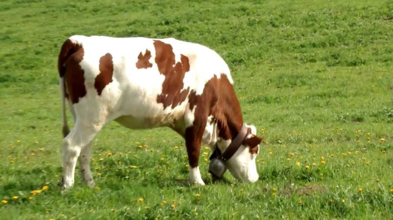 ZOOTECNIA: RIDURRE L’IMPRONTA DI CARBONIO CON IL PROGETTO LIFE BEEF CARBON