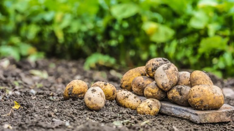 BIOECONOMIA: DAGLI SCARTI DI PATATA E RUCOLA NUOVI FORMULATI CONTRO FUNGHI E PATOGENI DEI CEREALI