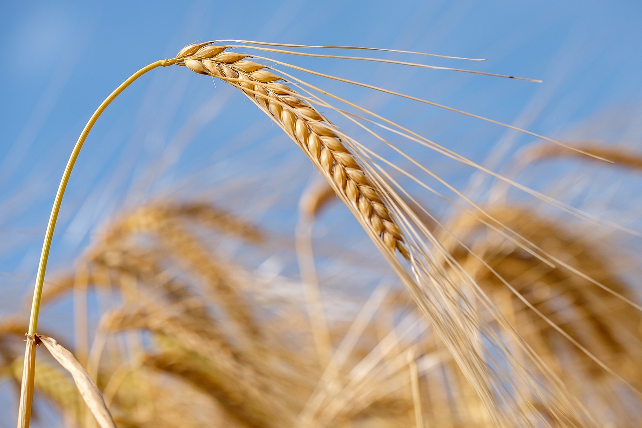 Biodiversità del grano: più sostenibilità ambientale e sicurezza alimentare con il progetto AGENT