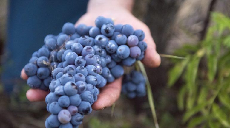 Alle radici della cultivar Cesanese di Olevano Romano