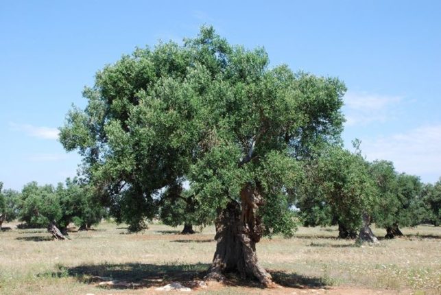 OLIVO: IL CREA COMPLETA IL SEQUENZIAMENTO DEL GENOMA